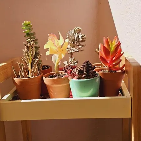 Nuci's Place
